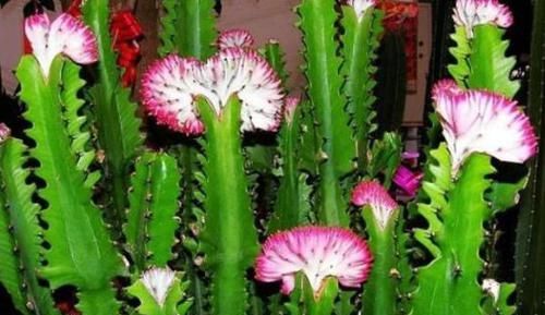  【适合】有5种花卉，花色绚丽，花期长，优美妖娆，适合在阳台养护和观赏