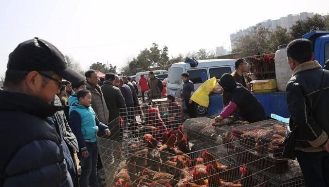  「生态」一只生态鸡卖180元，比普通鸡贵5倍，农民为啥还说生态