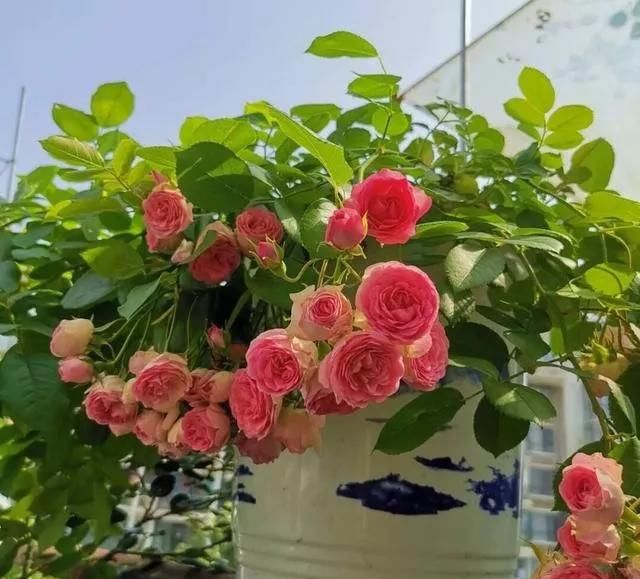 土壤■用这3种蔬菜,制作“杀虫剂”,能杀菌能驱虫,白粉病也不怕