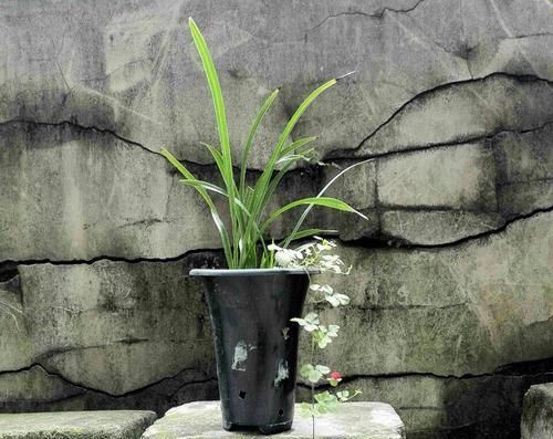  『把握』新手养兰花，把握几个关键点，兰花不黄叶烂根易出水晶头