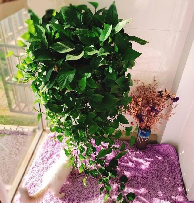  「长寿花」新手养花?就选这几种,平时少折腾,掌握精髓,养啥也爆盆