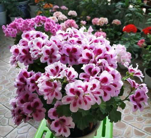  #枝条#天竺葵养好了，也能开，4点养护小知识，把阳台开成花园