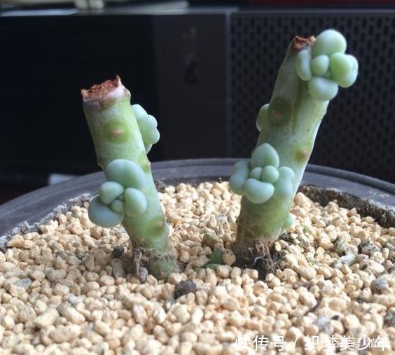 「桃美」桃美人不爆侧芽,砍头时多做一步,一个月侧芽不断冒出