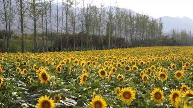 黄金九月楼观的花海开啦！赏花海、品花宴，全都不能错过！