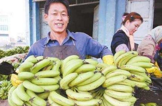 在广西想吃香蕉真的不用偷 香蕉价格便宜 几块