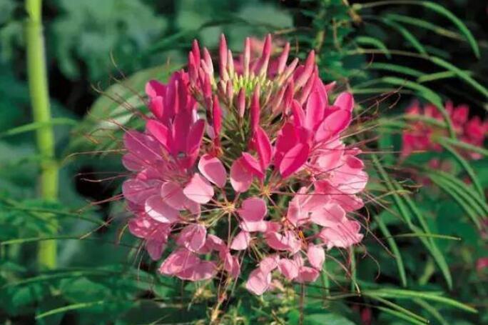 『爱爆』几种花寓意吉祥,好养开花美,沾土就活,特爱爆盆,谁养谁喜欢!