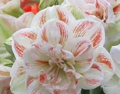  「朱顶」都说朱顶红要这样冻一冻才开花？是真的吗？