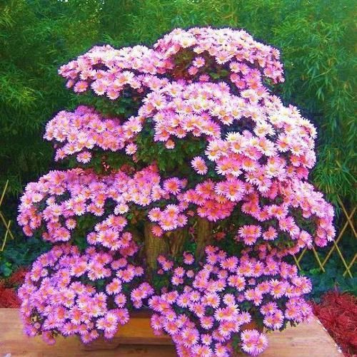  花盆@一个碗大的花盆，也能种出苹果树？别说，看着还挺诱人的！