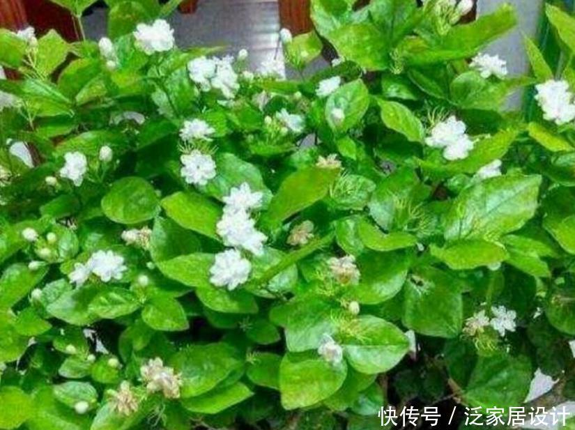 「茉莉花」“3种花”养卧室,改善睡眠质量,睡得香,很多花友都喜欢!