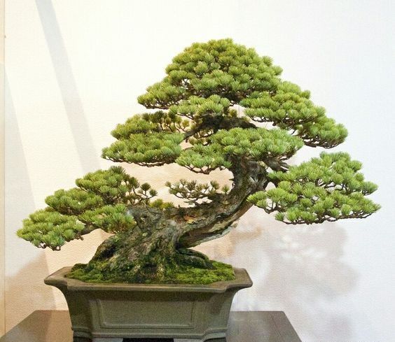 盆景欣赏:不闻世上风波险，但见盆中日月长，老桩盆景述说岁月