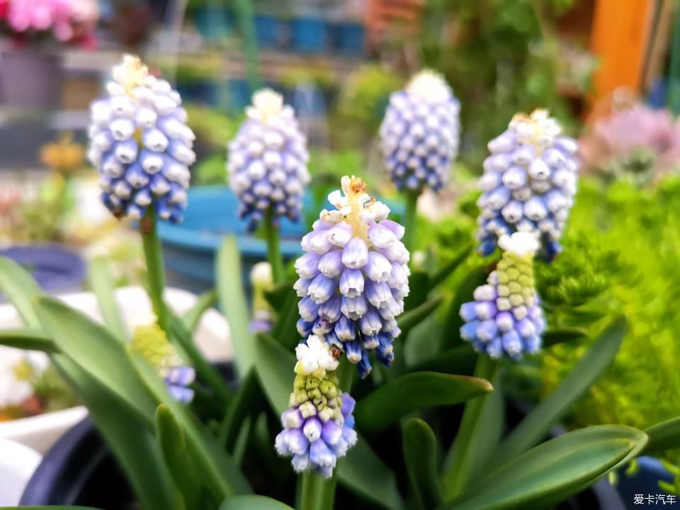  春天@我家的花花草草第十三季-鼠年春天花开满园