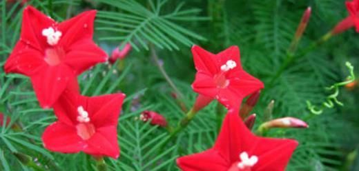  「懒人」懒人想要花园，不妨养这些花朵，花期达200多天，盆盆漂亮且好养