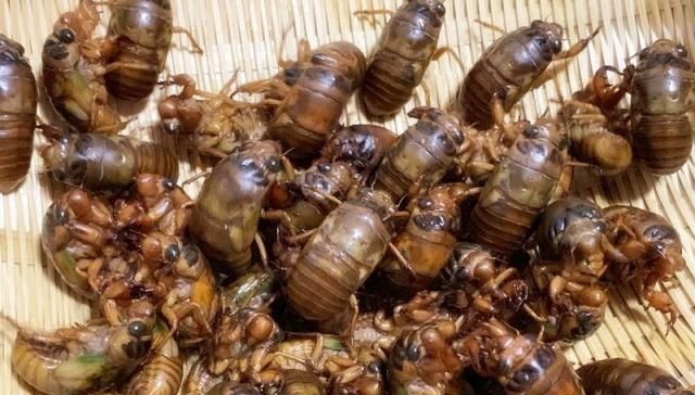  「开张」山东最大的露天金蝉早市开张，日交易量超10万元，变蝉