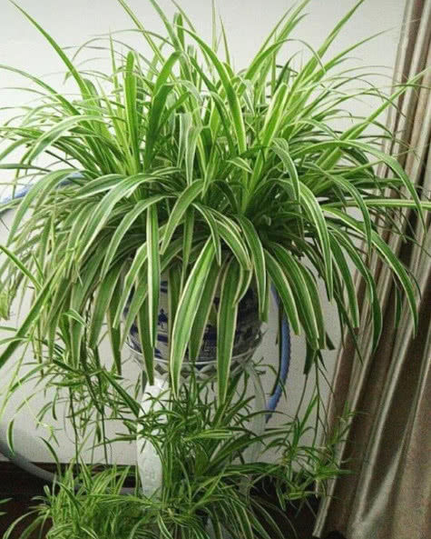  【黄叶】吊兰干尖黄叶？掌握关键“3点”，1整年叶片绿油油，开花爆满盆！