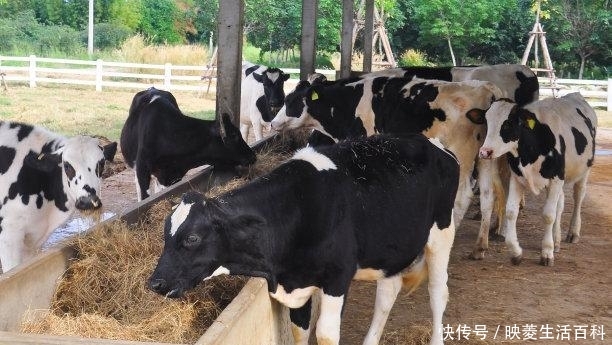  「养殖场」养牛不只光靠卖牛赚钱，这些产物也能卖钱，而且收入