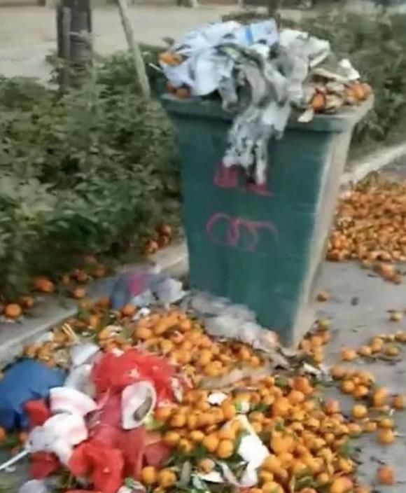 广西桂林蜜桔成灾，每公斤价格低至0.25元，烂在大街堆积如山