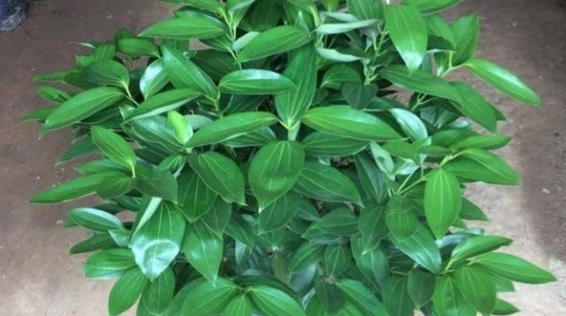  『幸福树』不知道家里养什么盆栽？花卉绿植大盘点，养上几盆绝不亏