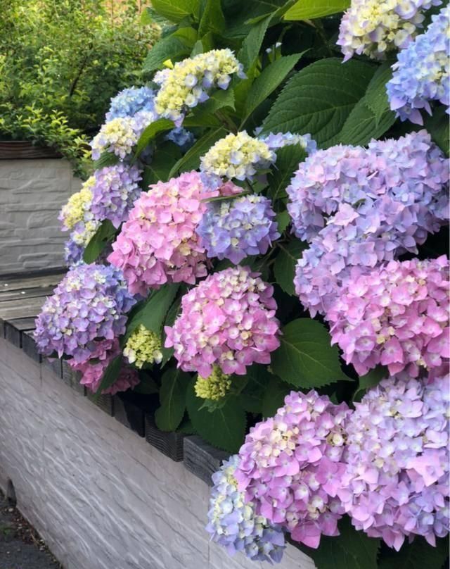  『露台花园』造花园，一定不能少这3种花，每一种都是当之无愧的开花机器！