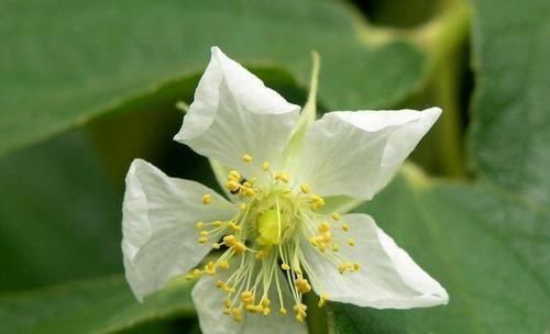  『顶级』这种植物，花是蜂蜜中顶级珍品，也是中药“至宝”，遇到请重视！