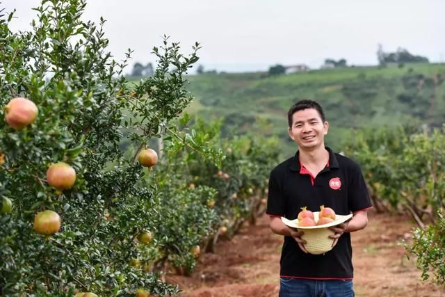 他卖掉杭州三套房种石榴，石榴成为网红，但还是劝大家慎入农业！