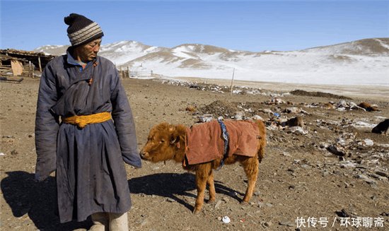  #差距#外蒙古与内蒙古牧民冬季生活的对比, 差距太大