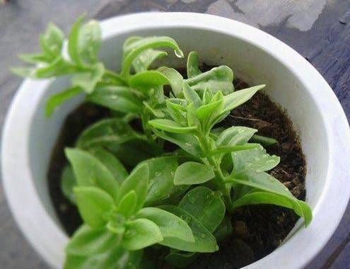  [成活率]这些花卉分株就能成活，而且成活率蛮高的