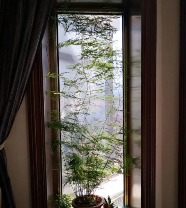  [窜成]18种花，挂窗台窜成绿窗帘，天热了遮阴真凉快！