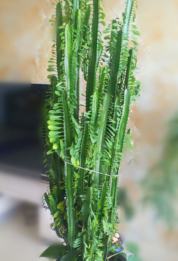  保证■养护龙骨只要做到这4点，保证枝叶翠绿茂盛，怎么养都不会黄叶