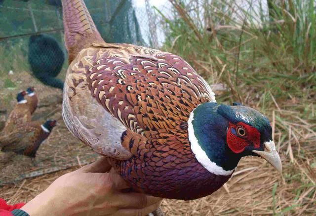 农村野味越来越少见，唯独山鸡依旧抓不完，数量为啥这么多？