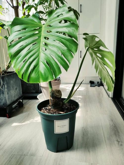  室内：装修新房子，适合养这6种植物，净化空气，增加室内湿度去甲醛