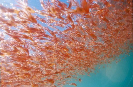 磷虾每年要被吃掉将近2亿吨为什么还吃不完