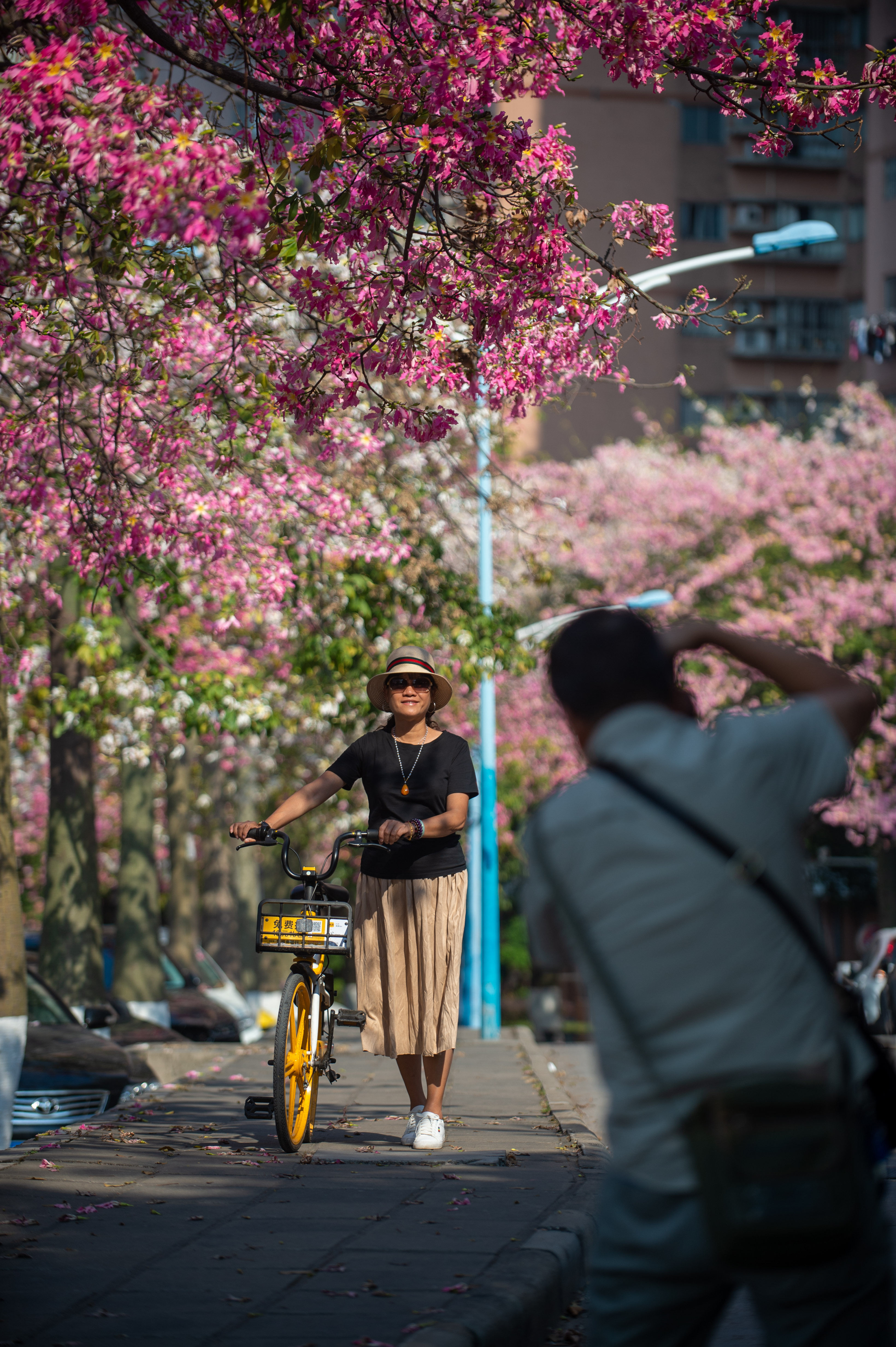 图集|美！华师校园异木棉惊艳绽放,最浪漫粉色来袭
