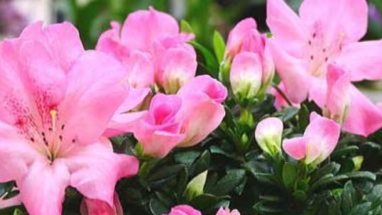  「栀子花」花市买的栀子花,很快就黄叶、落花苞?这样养护栀子花开满枝头