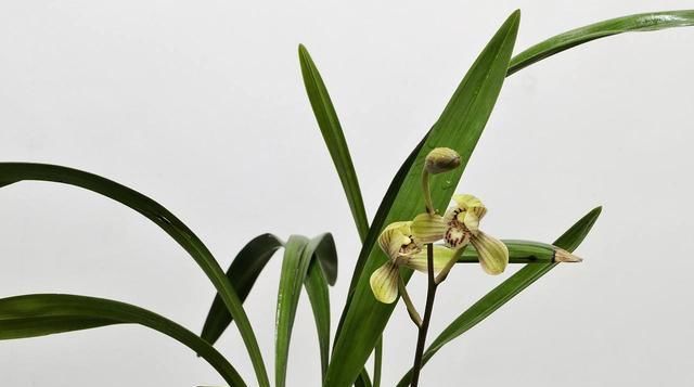  「药片」“娇生惯养”当属兰花，巧用这3种“药片”，让你养兰简简单单！