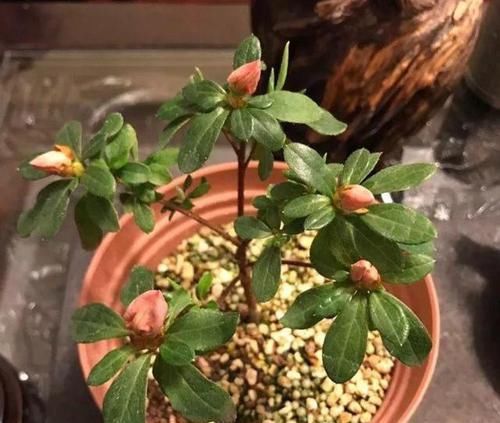  「扦插繁殖」拿这些花“练扦插”，1个月冒花苞，花期开花更漂亮！