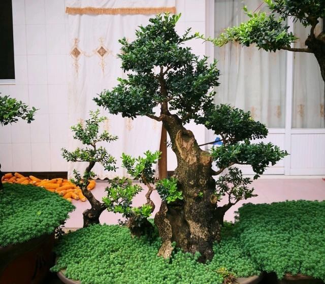  算是■小叶黄杨盆景造型美观层次感强，花蕾去除是要点，算是讲透了