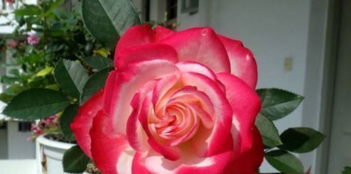  『高端』喜欢玫瑰，那就养盆“高端品种”摩纳哥公爵，花型秀美，缭绕飘舞！