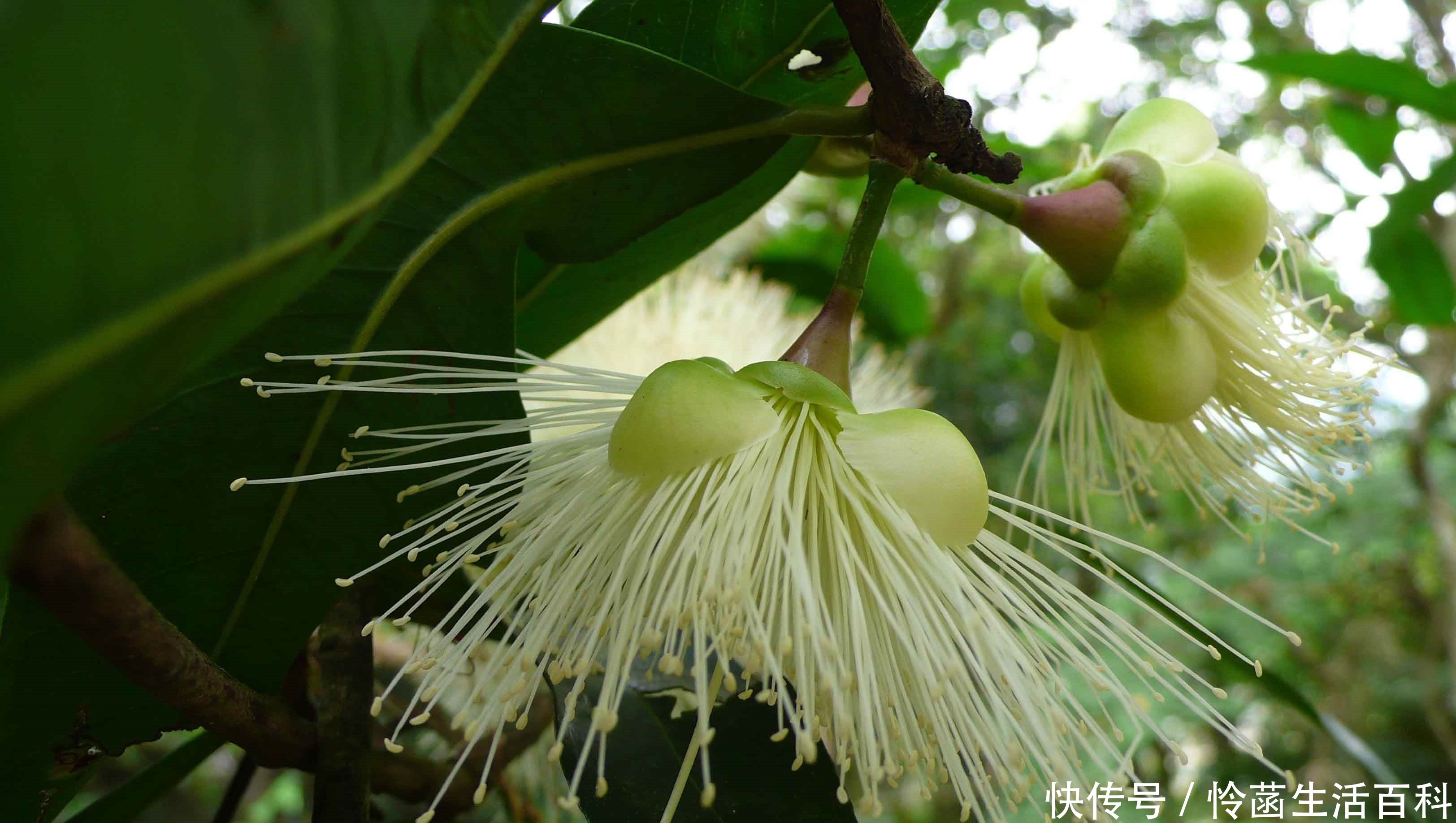 它珍贵稀少，果实可泡酒“祛风除湿”，若见到记得只采野果别挖根