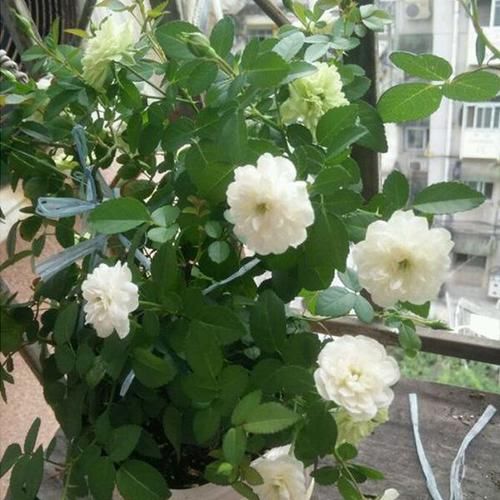  「泛白」此盆栽月季花色特别，香味浓郁，绿色泛白的花朵非常少见