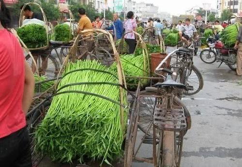 南方一块钱一把的菜，吃不完喂猪，卖到北方一斤七八块