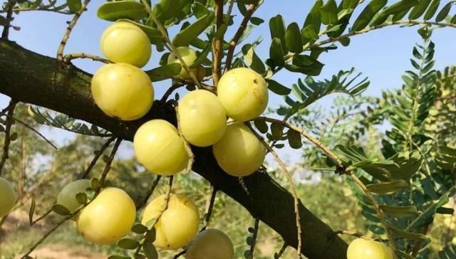  [被誉为]农村一种很苦的野果，维C 是猕猴桃的5倍，被誉为“果中黄金”