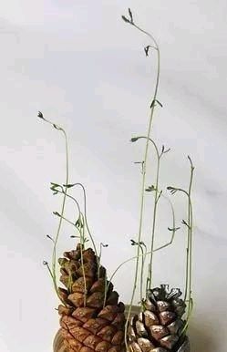  放进■我在路上捡起一座松塔，不小心把它放进了花盆里。太神奇了