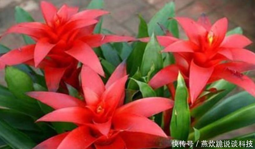 「漂亮」“4种花”养家里,漂亮养眼,简单养护就能长得旺,花美心情好!