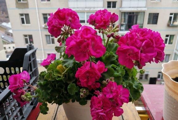 『养花』“最美”花卉天竺葵,春季养最佳,喷点“叶面肥”,阳台都开满了