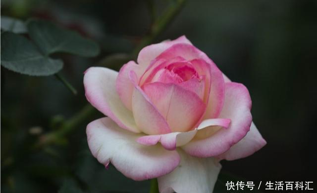  『空气』喜欢夏天在家养花，就养此3种，净化空气味道香，开花量大能爆盆