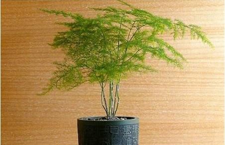  【花香】中国产的月季花“彩蝶”，四季开花，花香浓郁，漂亮不输欧月！