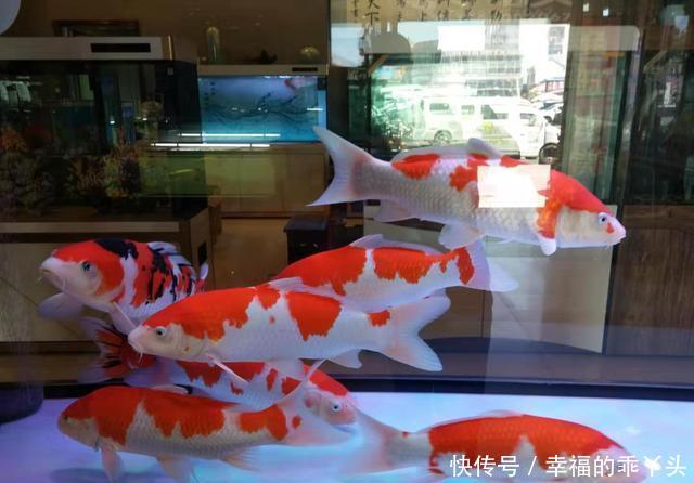  「鱼缸」八十厘米的鱼缸可以养什么热带鱼，金鱼、锦鲤可不可以？