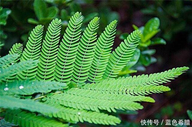 「寓意」粉嫩轻柔的合欢花,2个拍摄思路,表现寓意美好长久的花卉照片