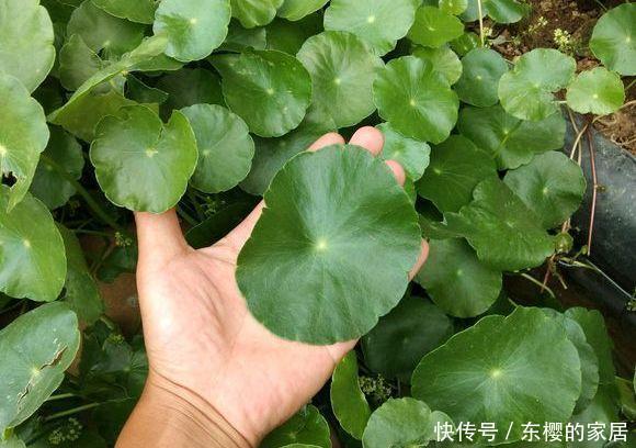  油绿■铜钱草叶子小？简单“2招”，叶油绿，越长越多，长成“小荷叶”