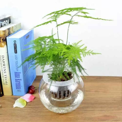  『根部』土培文竹改水培，做好这4步就可以，水培干净卫生，观赏度还高